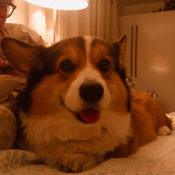 cylito